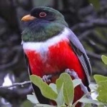image of bird