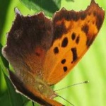 image of animal
