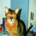 image of abyssinian #27