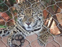 image of jaguar_car