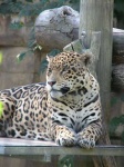 image of jaguar_car