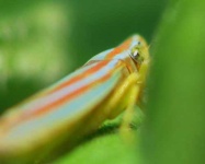 image of leafhopper