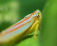 image of leafhopper #7