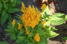 image of flower