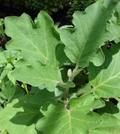 image of fruit_and_vegetable
