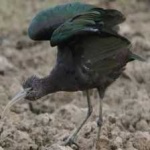 image of bird