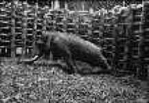image of tusker