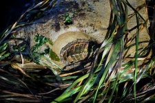 image of chiton