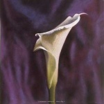 image of giant_white_arum_lily #28