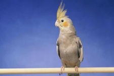 image of cockatiel