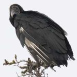 image of bird