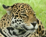 image of jaguar_car