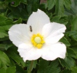 image of flower