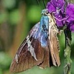 image of animal