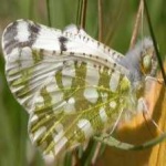 image of animal
