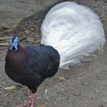 image of bulwers_pheasant #28