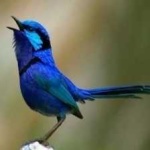 image of bird