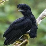 image of bird