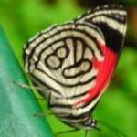 image of animal
