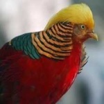 image of golden_pheasant #6