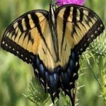 image of animal