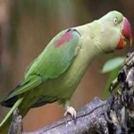 image of alexandrine_parakeet #18