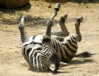 image of zebra #26