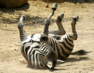 image of zebra