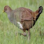 image of bird