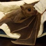 image of animal