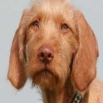 image of animal