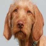 image of vizsla #9