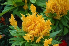 image of flower
