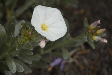 image of flower