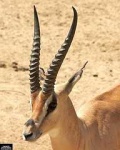 image of gazelle