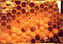 image of honeycomb