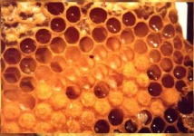 image of honeycomb #28