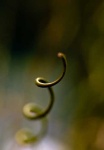image of corkscrew