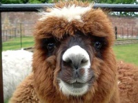 image of llama