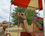 image of arabian_camel