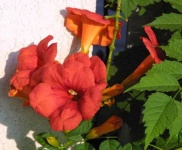 image of flower
