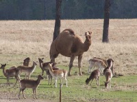 image of llama