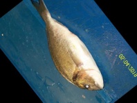 image of fish