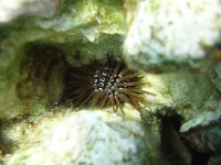 image of sea_urchin #32