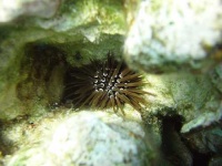 image of sea_urchin