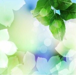 image of leaf