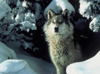 image of animal