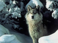 image of wolf #42