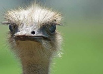 image of ostrich