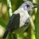 image of bird